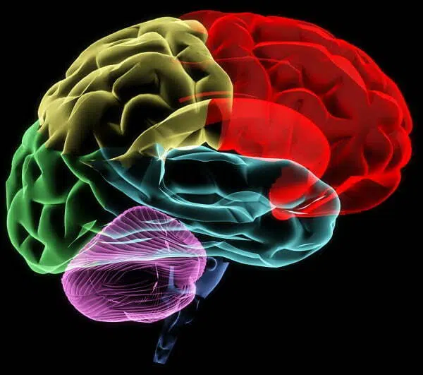 X-ray image of a human head brain
